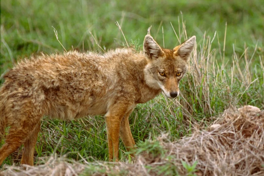 Ngorongoro Wildlife