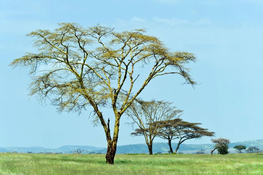Serengeti Acacia Trees