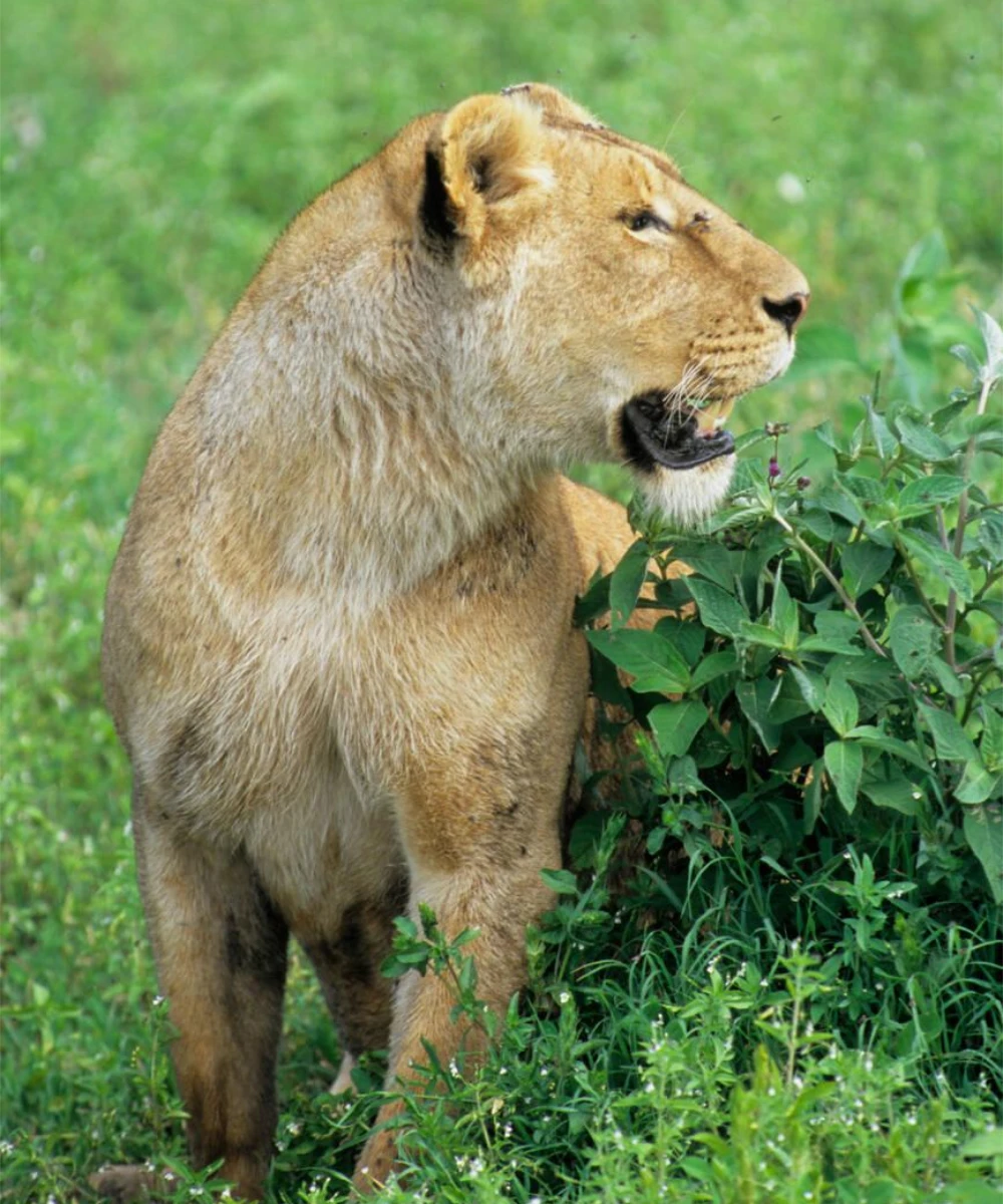 Tanzania Wildlife