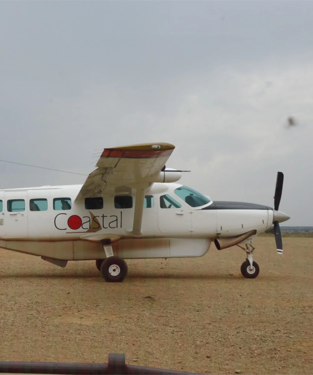 Fly in safari