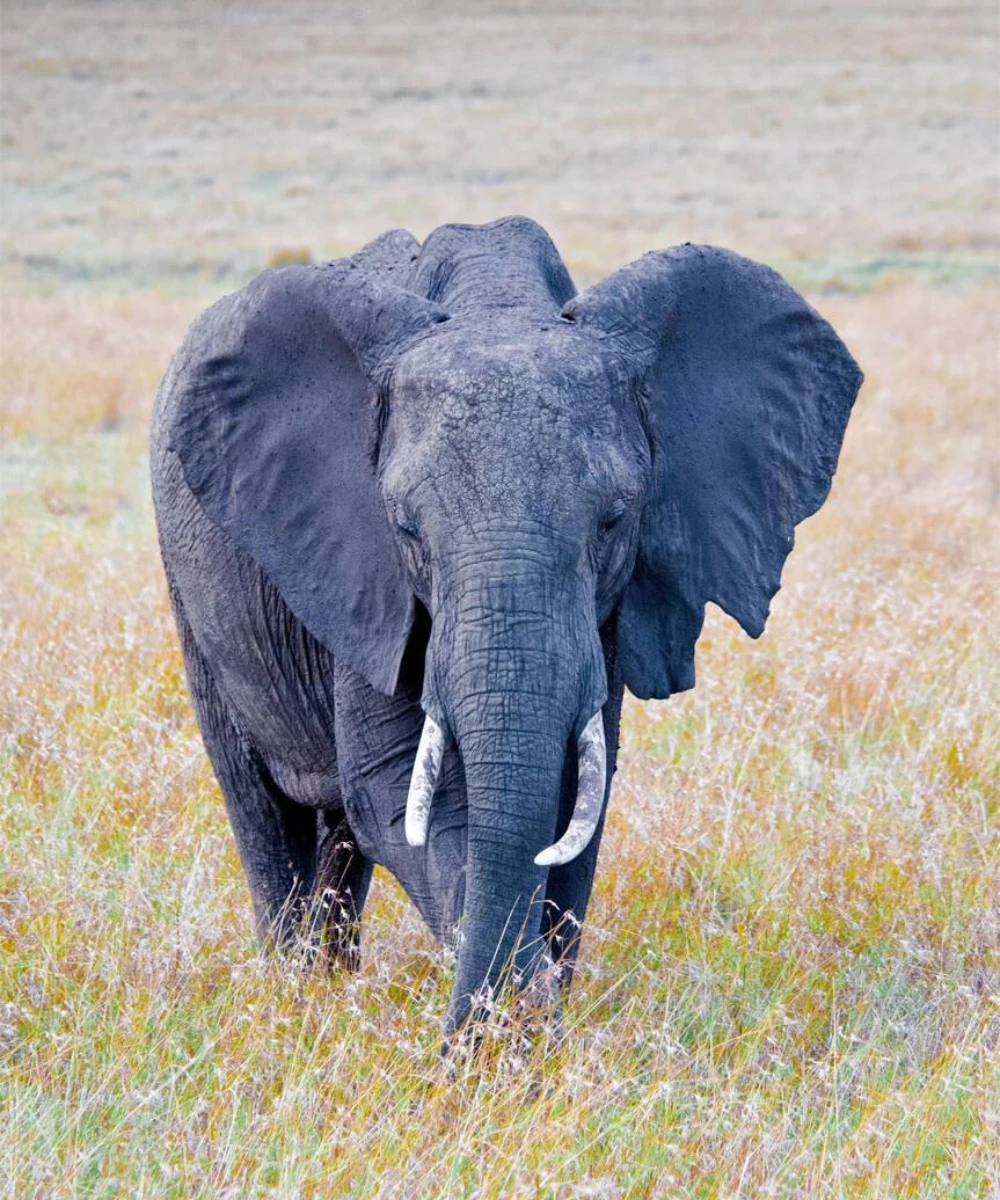 Kenya Wildlife