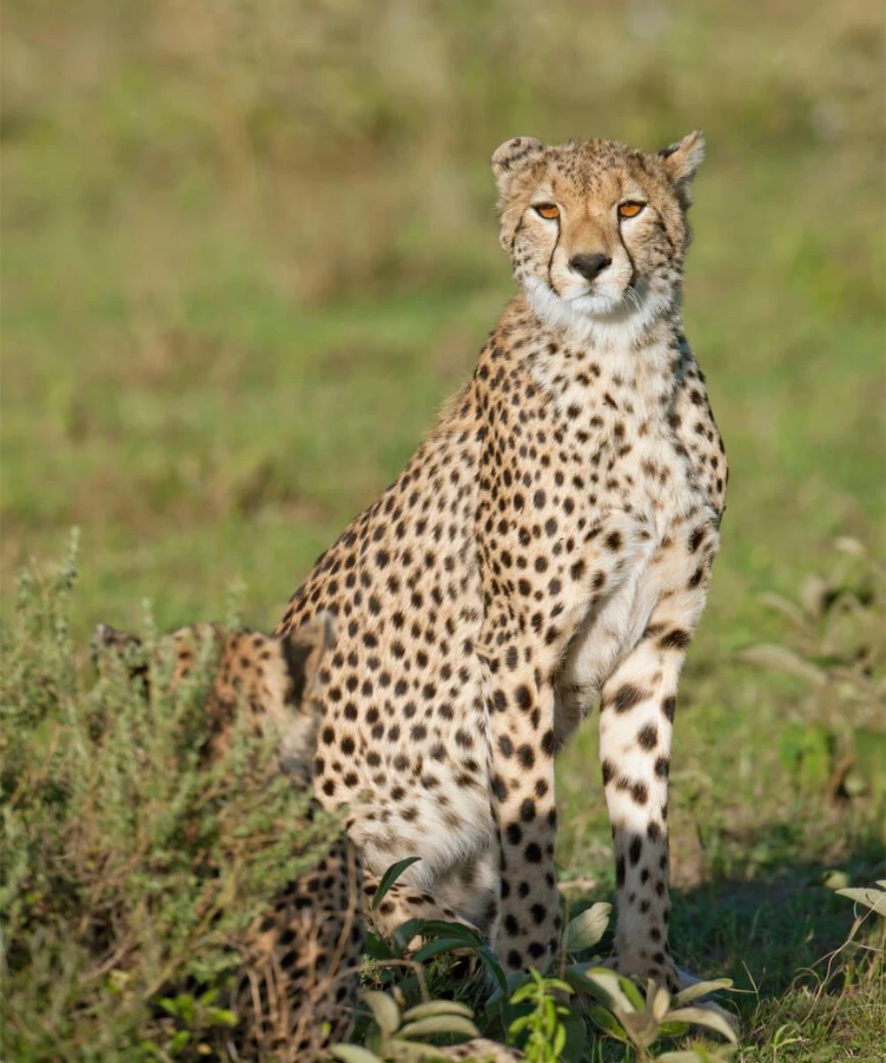 Kenya Wildlife