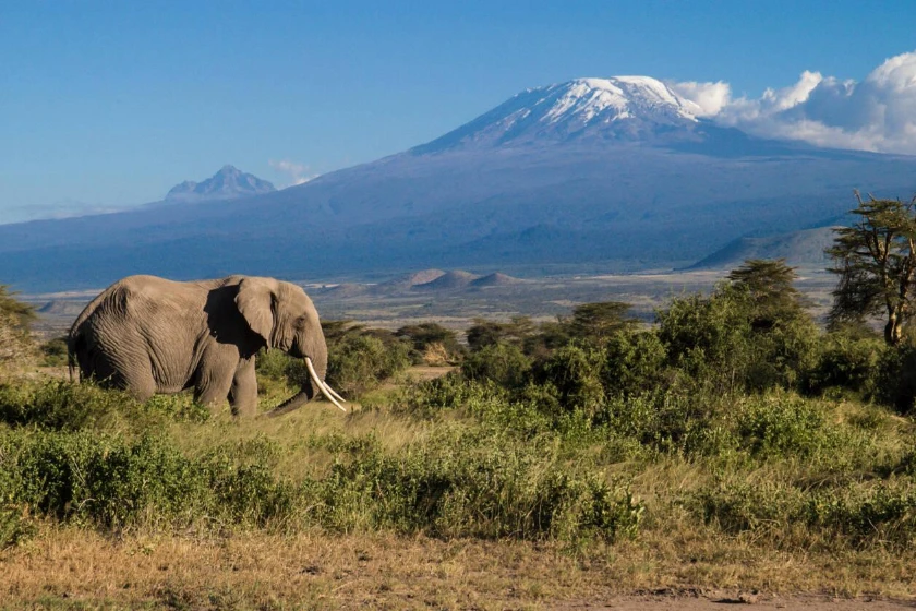 Amboseli Elephant