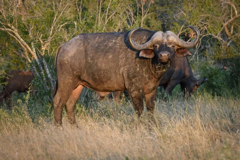Maasai Mara Wildlife