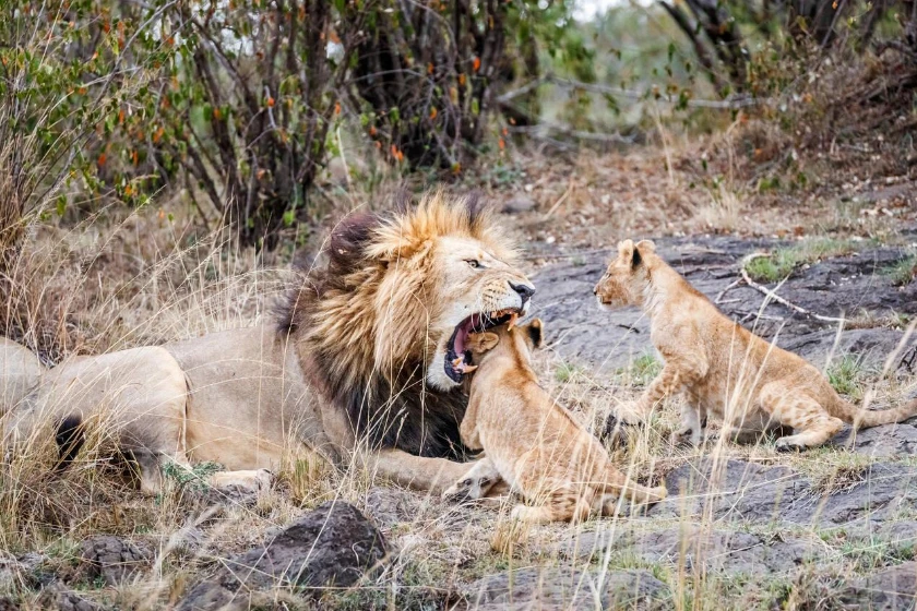 Maasai Mara Wildlife