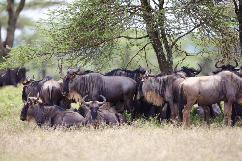 Serengeti Wildlife