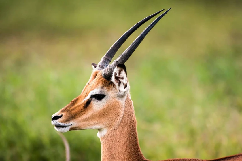 Serengeti Wildlife