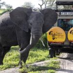 serengeti