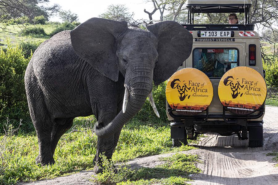 serengeti