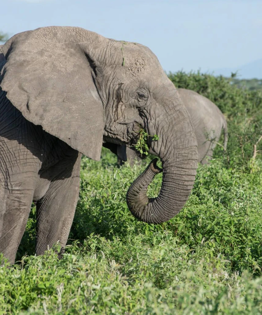 Ngorongoro Wildlife