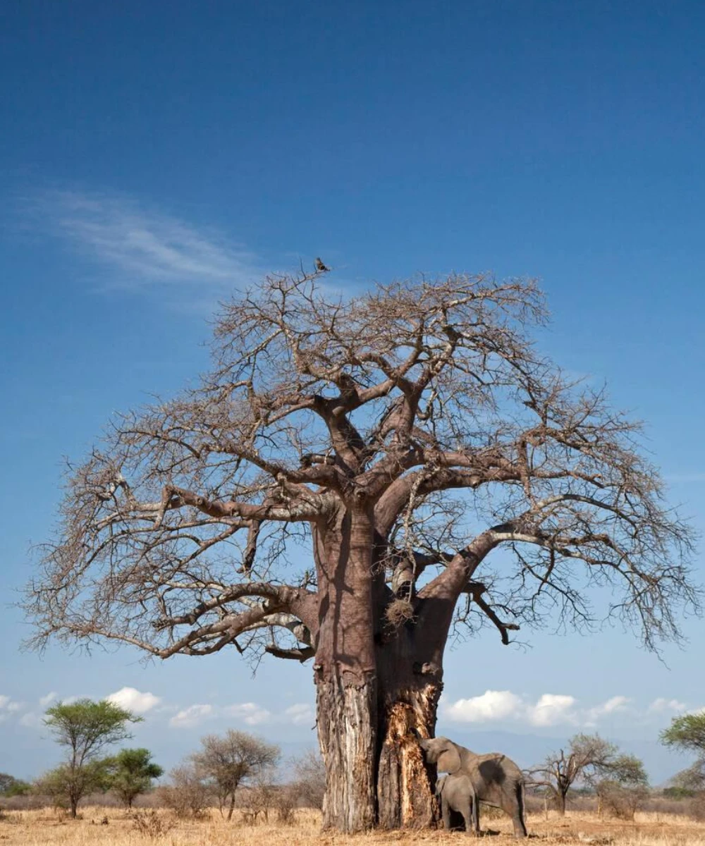 Tarangire Attractions