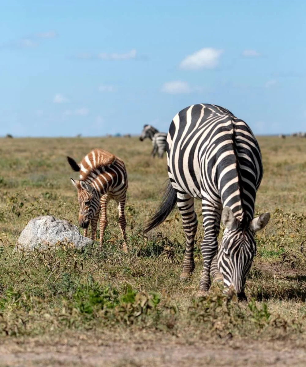 Ngorongoro Wildlife
