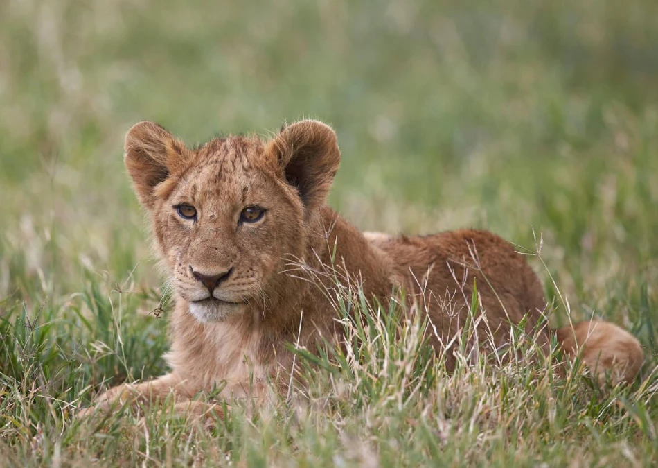Ngorongoro Crater Attractions