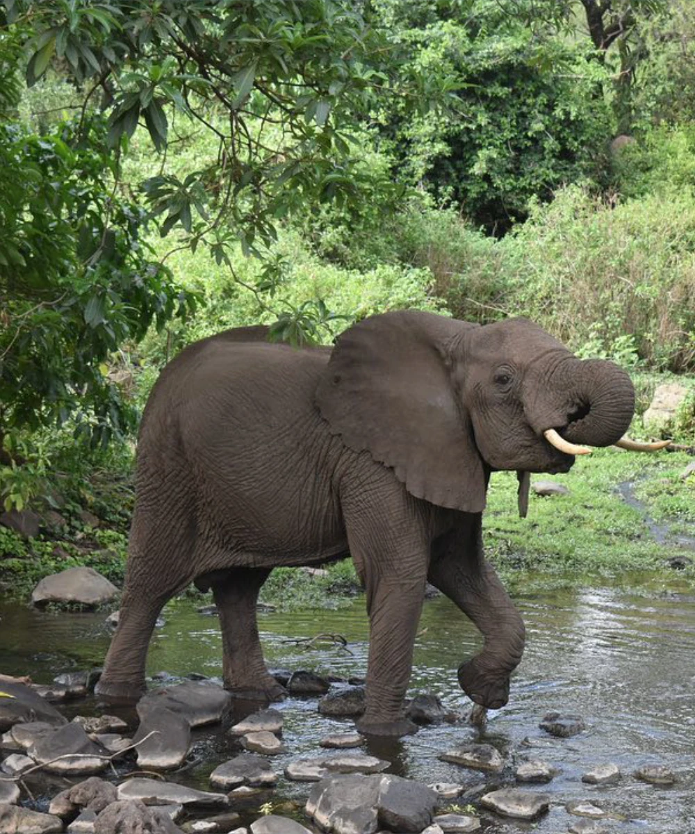 Tarangire Wildlife