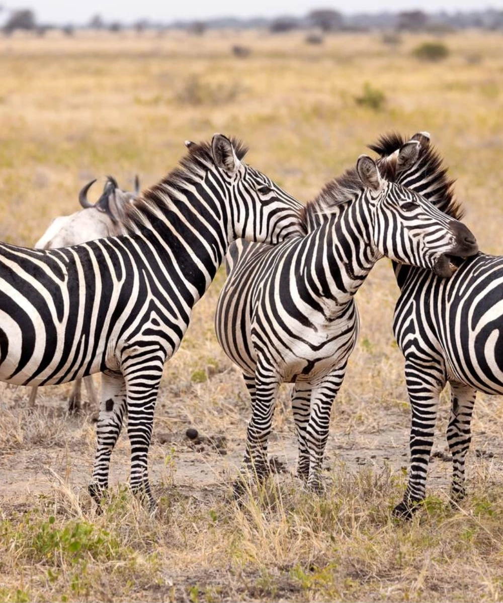 Tarangire Wildlife