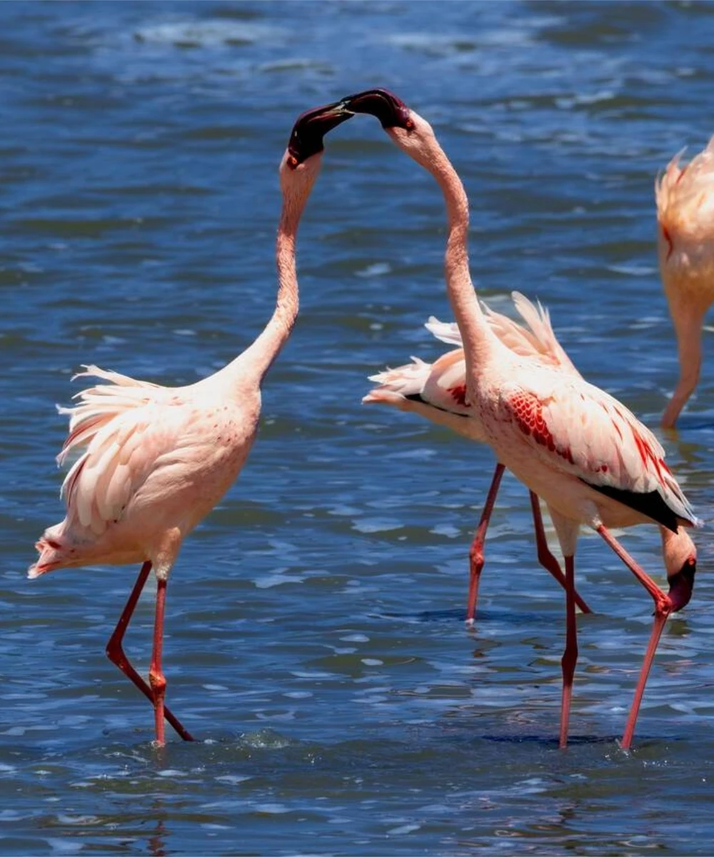 Lake Manyara Birdlife