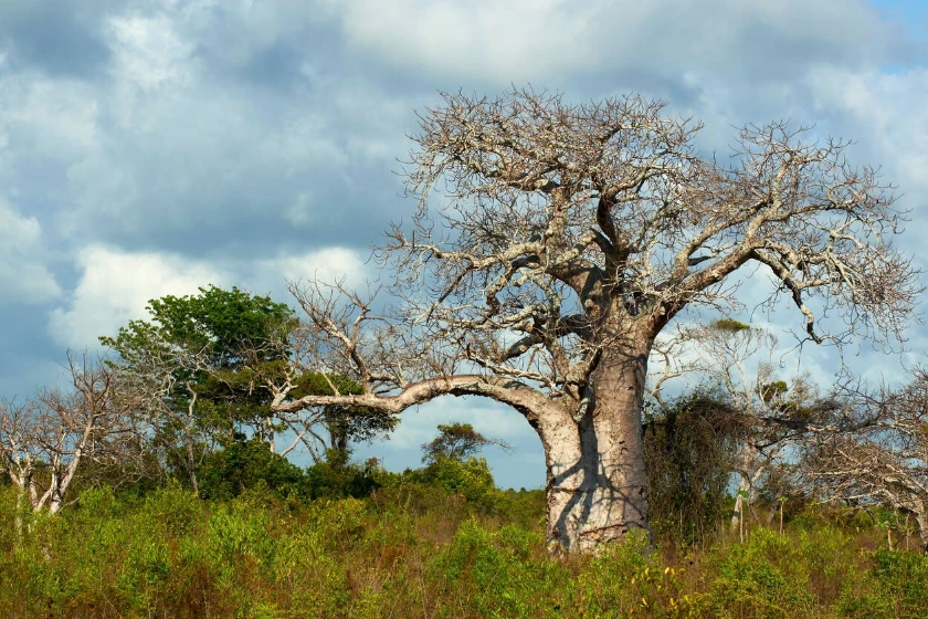 Tarangire Baobab Tree
