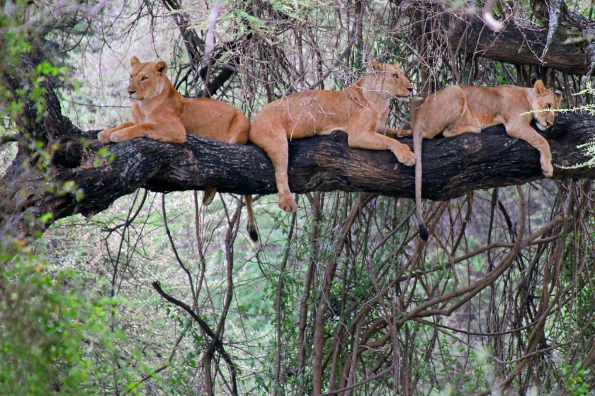Lake Manyara Tree Climbing Lions