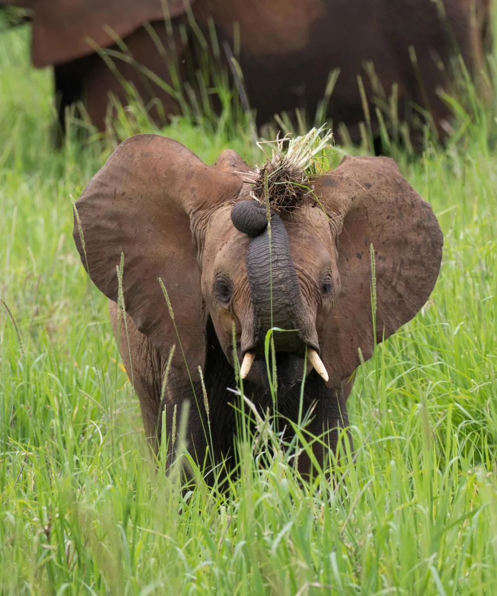 Tarangire Wildlife