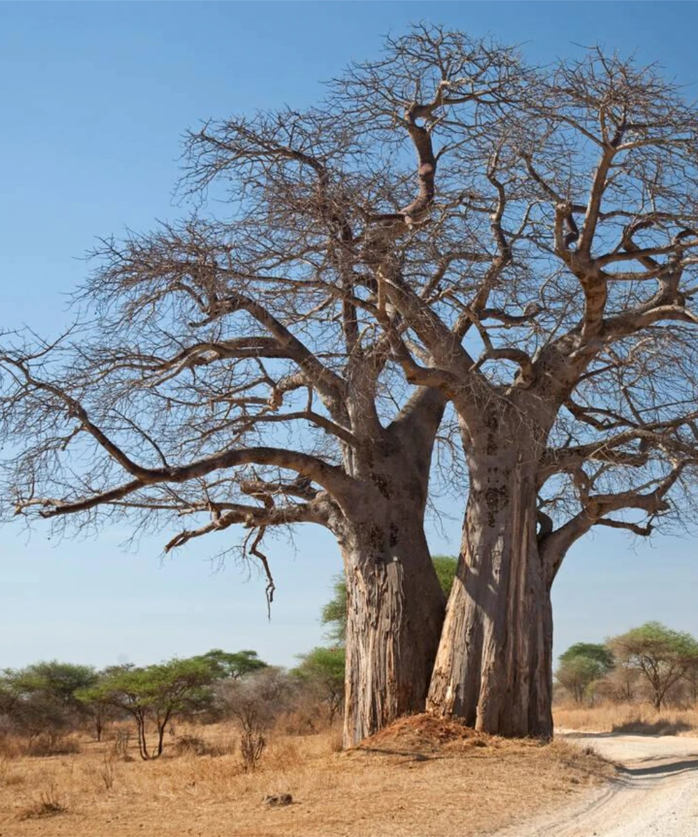 Tarangire Attractions