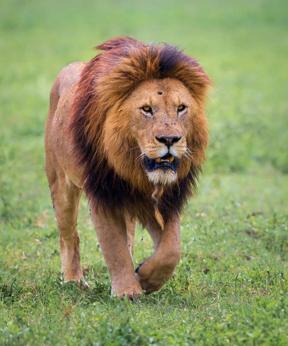 Ngorongoro Crater Wildlife