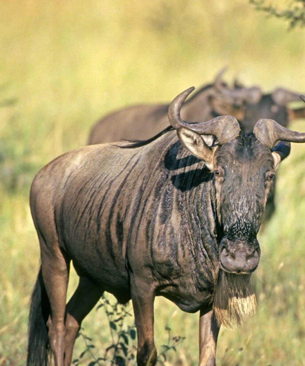 Serengeti Wildlife
