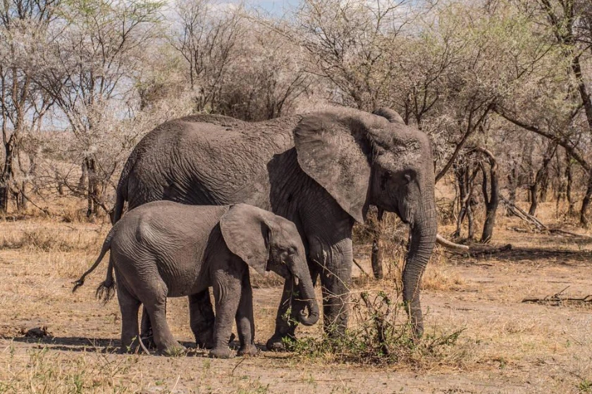 Tarangire Elephants