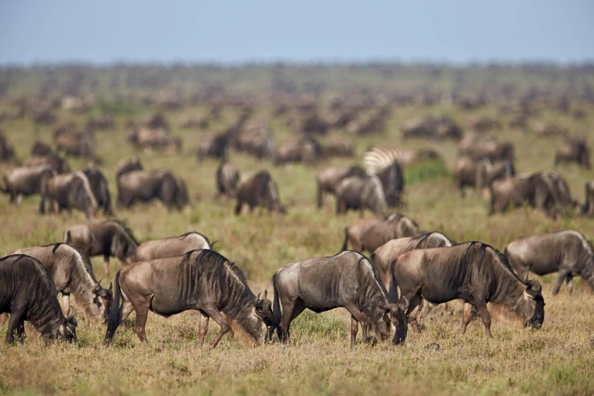 Serengeti Wildebeest