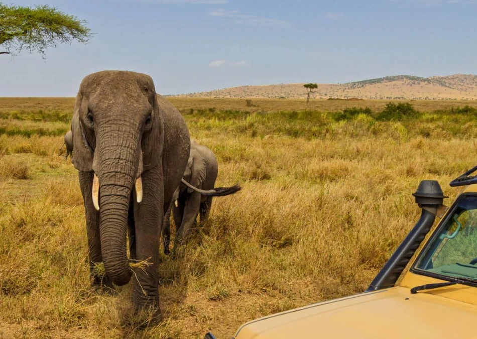 Serengeti game drive