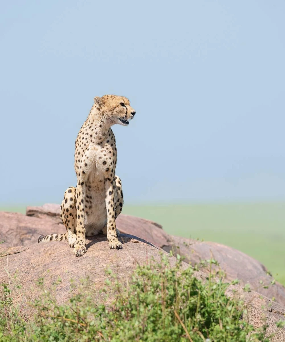 Serengeti Attractions