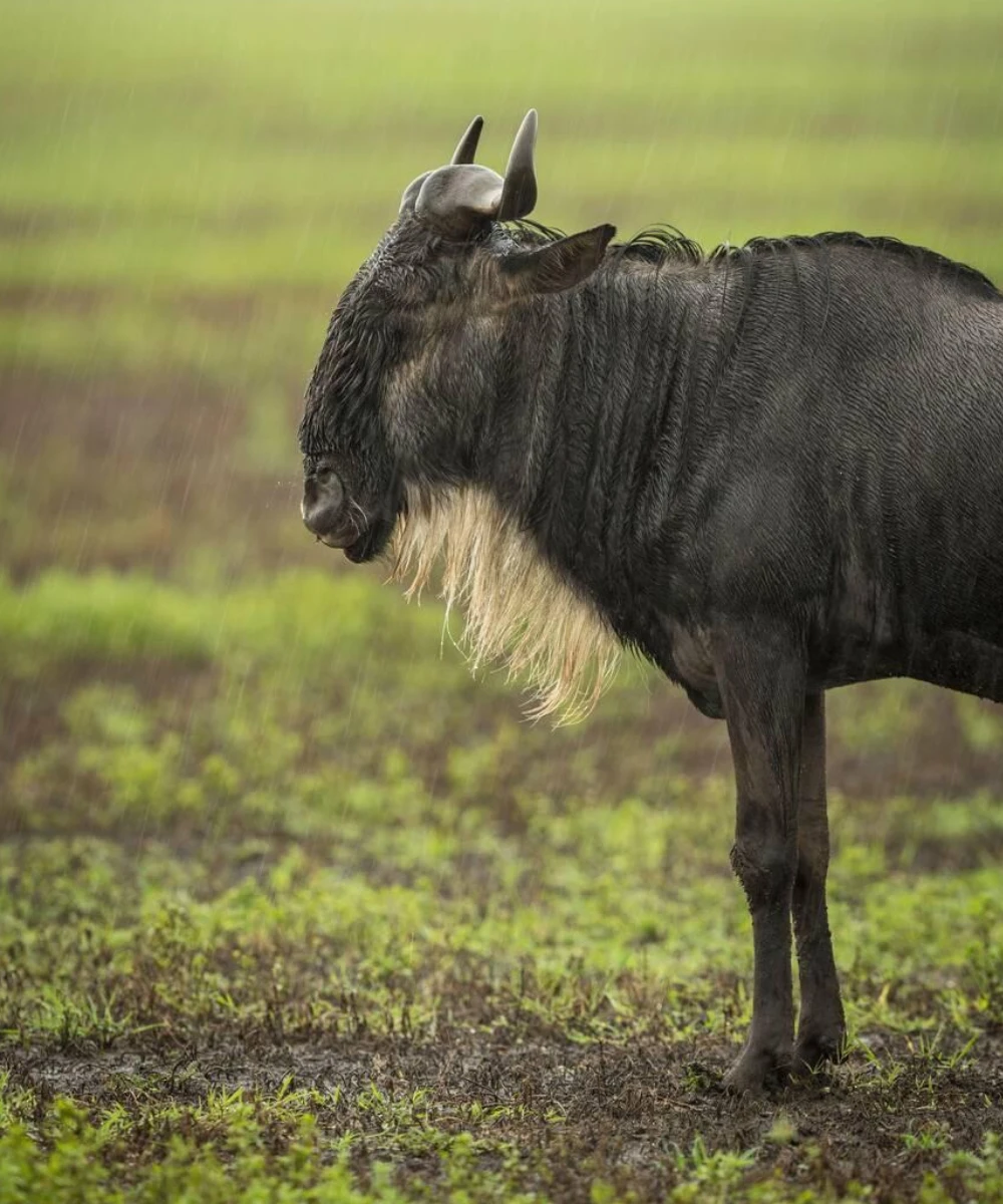 Ngorongoro Attractions