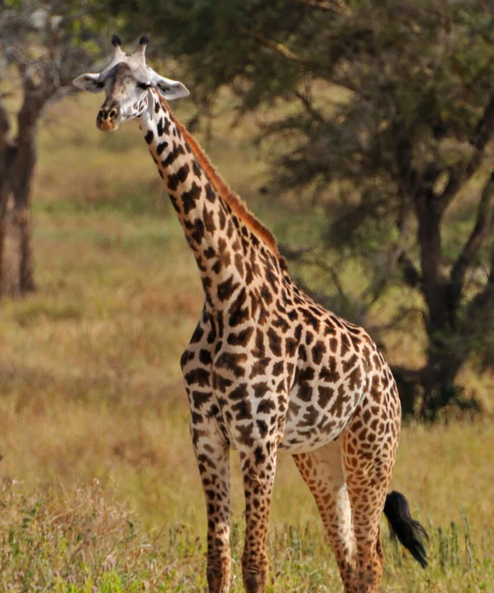 Serengeti Wildlife