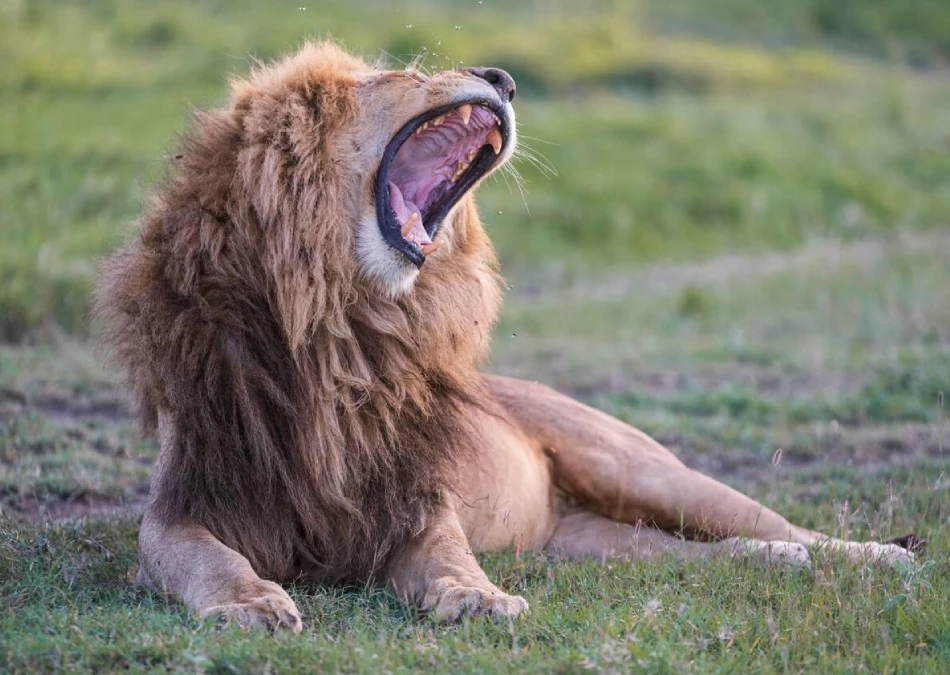 Serengeti Wildlife
