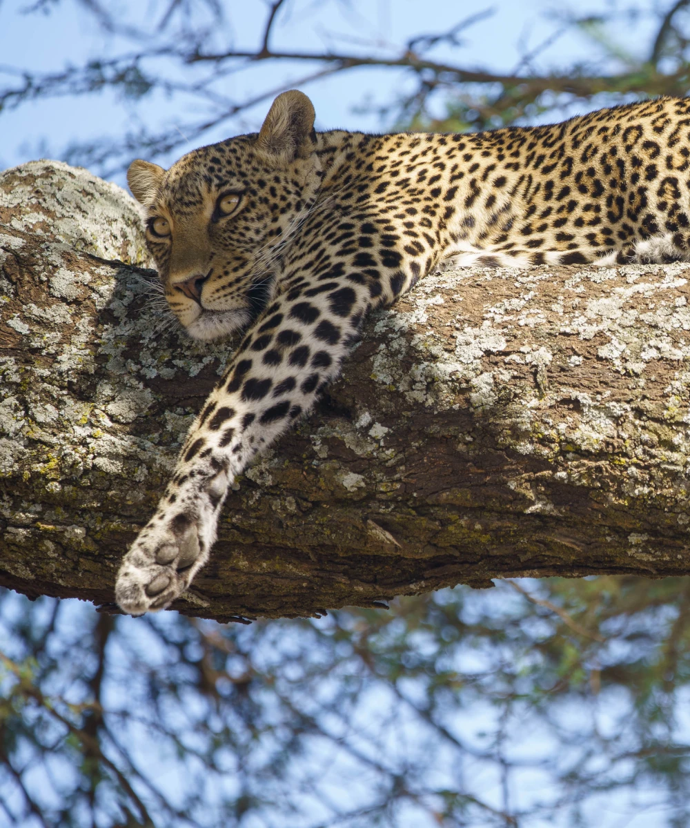 7-days-tanzania-safari-1