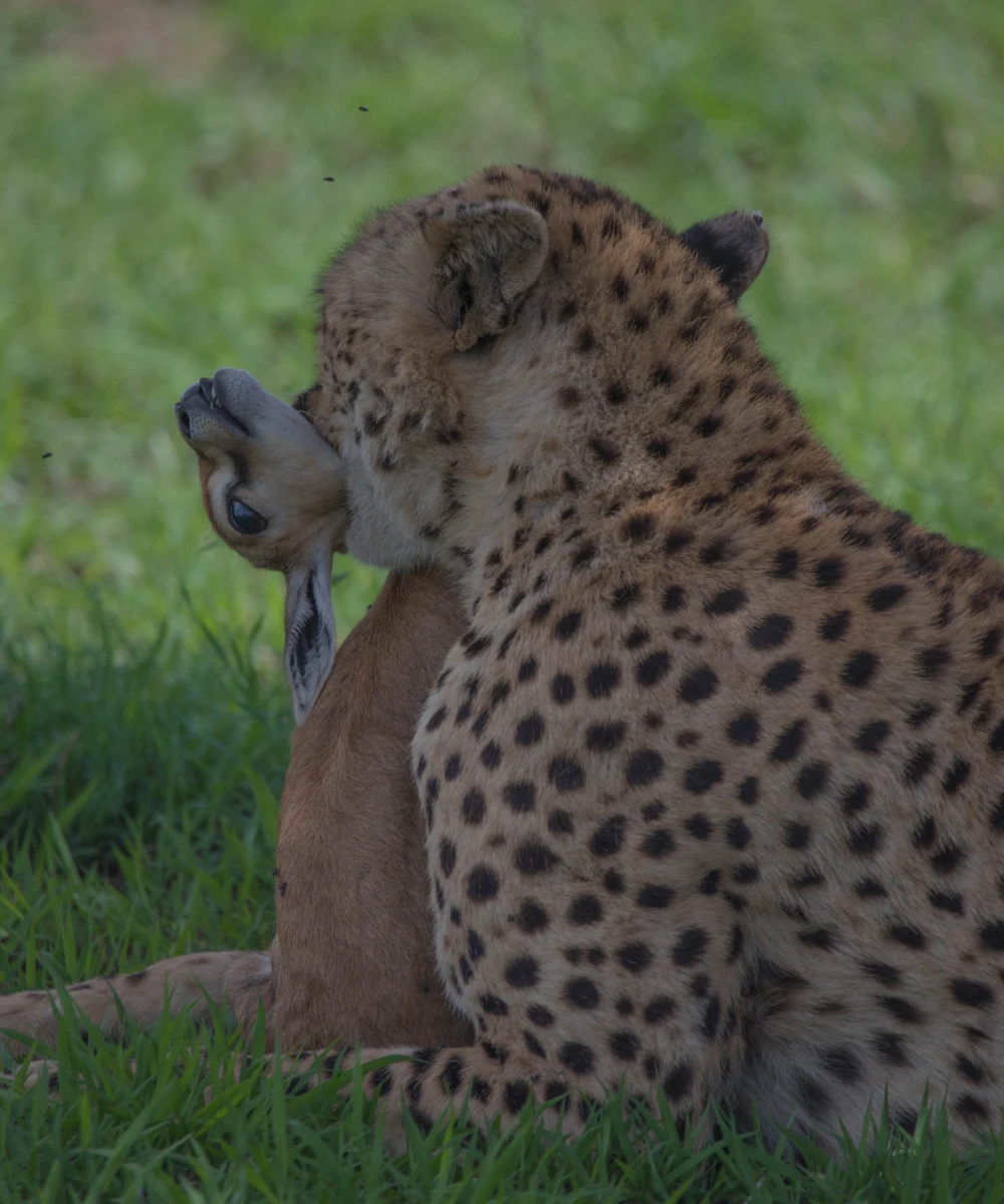 7-days-tanzania-safari-2