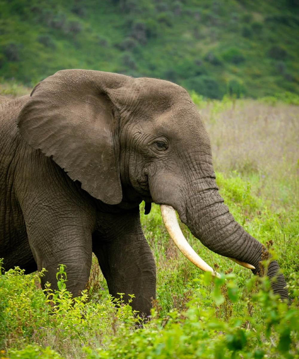 7-days-tanzania-safari-3