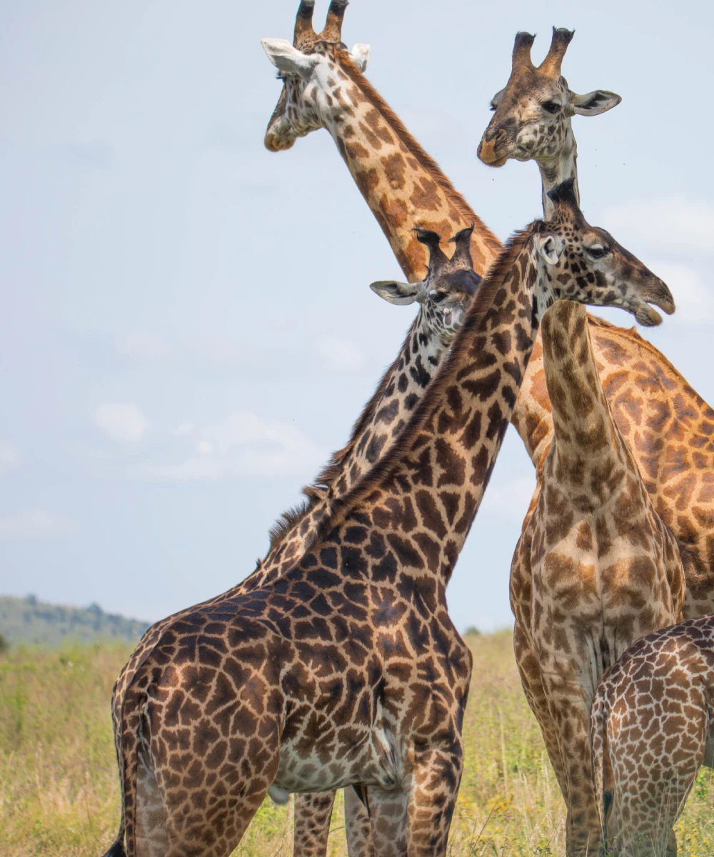 7-days-tanzania-safari-4