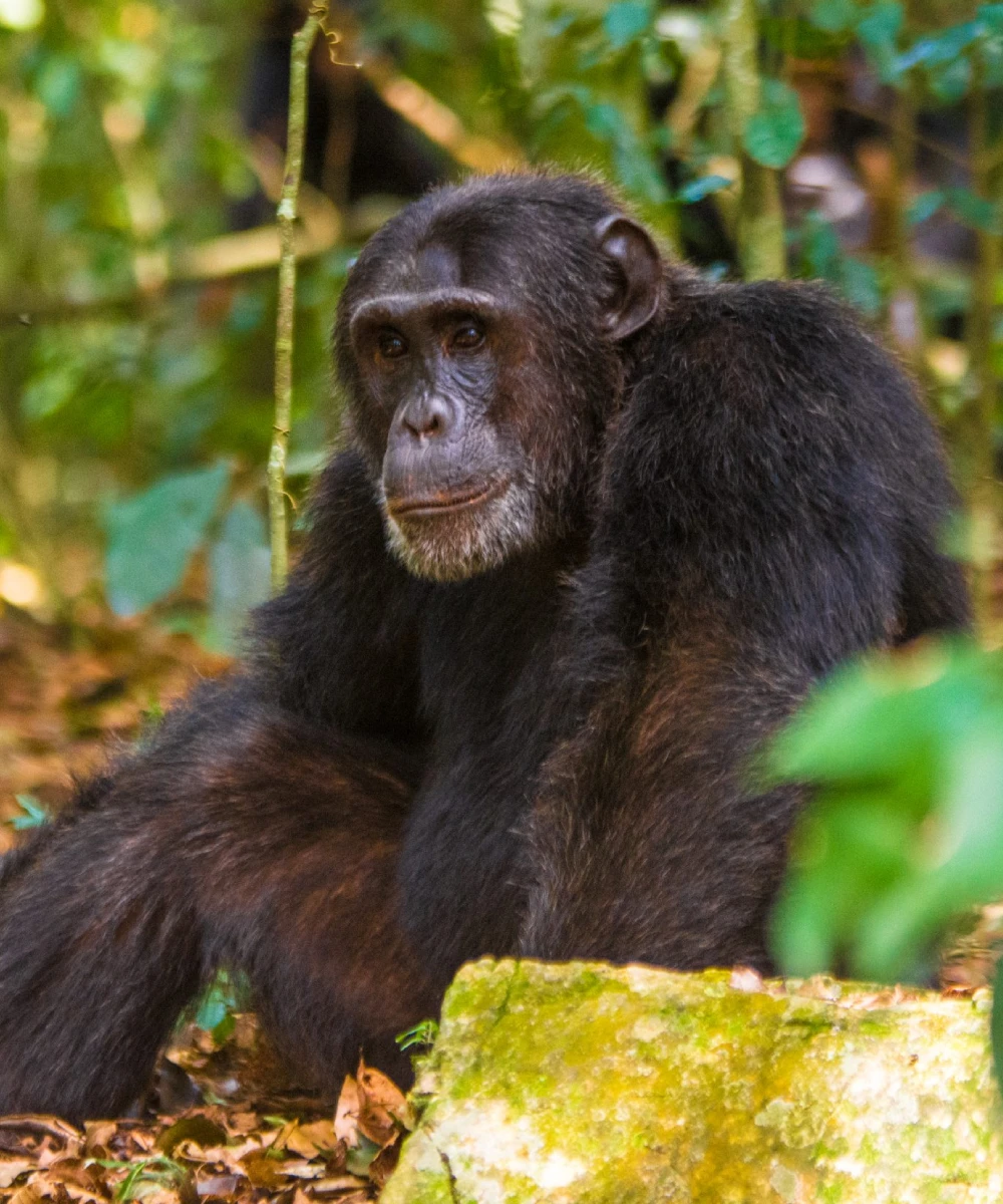 8-days-iconic-chimpanzee-safari-of-uganda-1