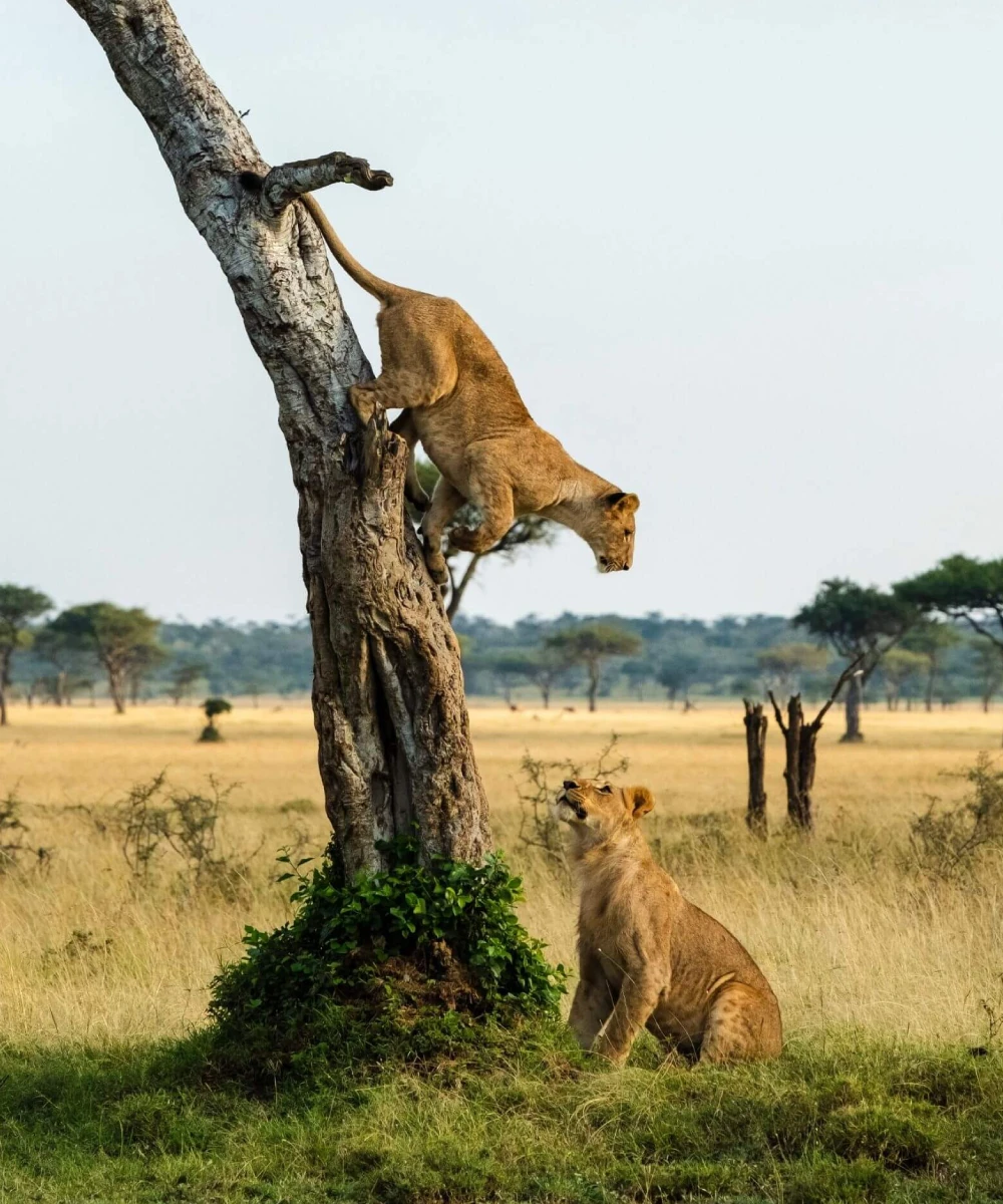 8-days-iconic-chimpanzee-safari-of-uganda-2
