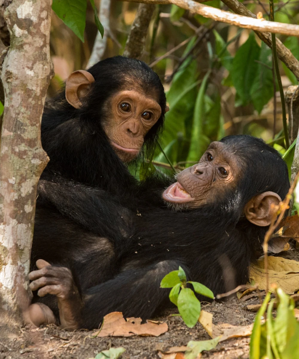 8-days-iconic-chimpanzee-safari-of-uganda-3