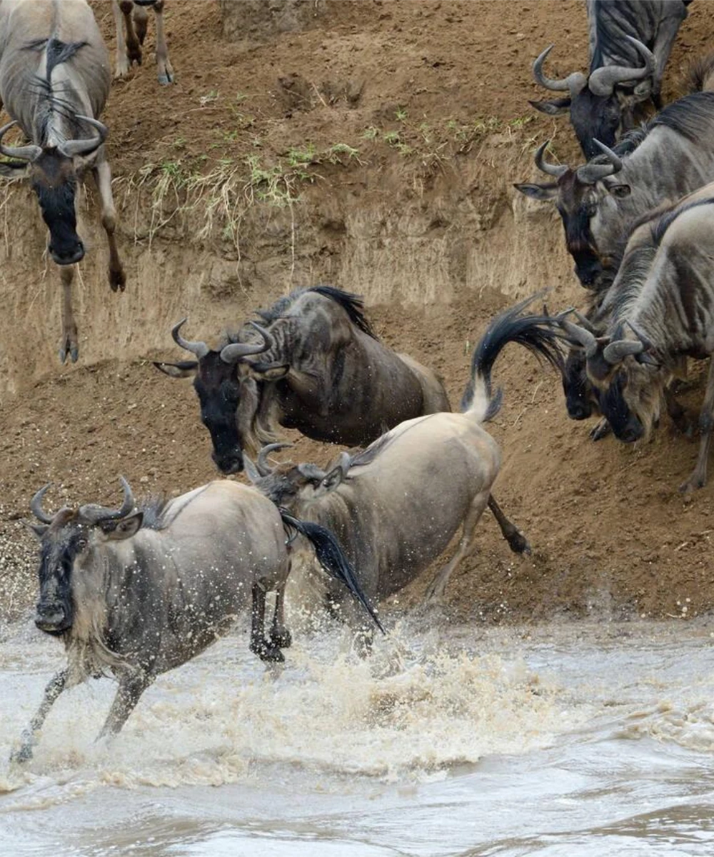 Serengeti Migration