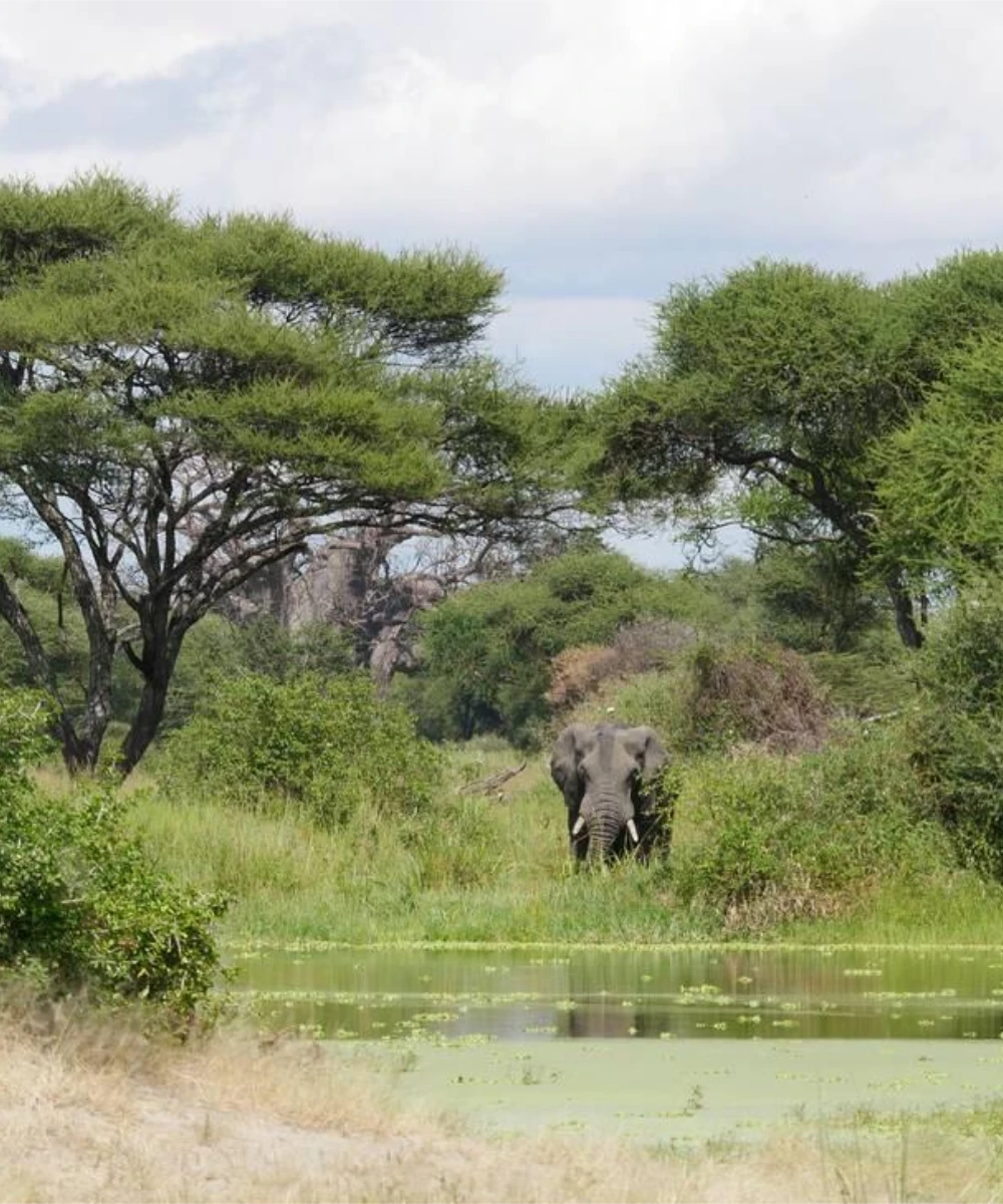 Serengeti Wildlife