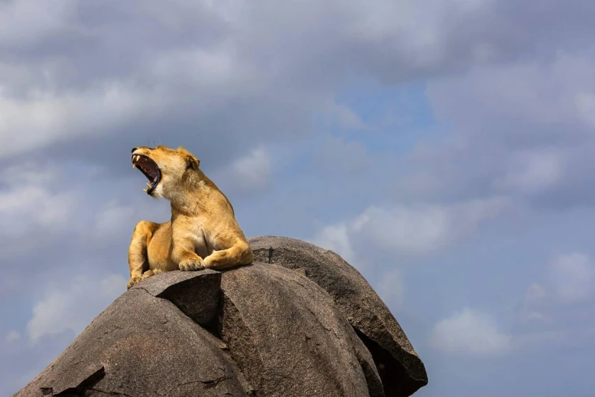 Serengeti Wildlife