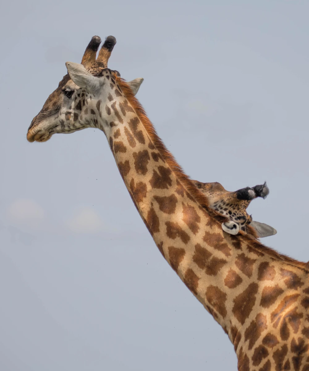 Arusha National Park Day Trip