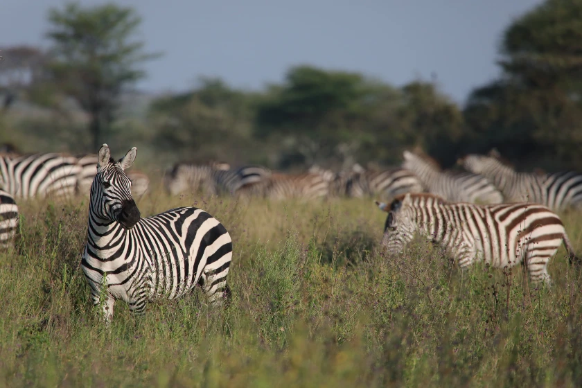 Arusha National Park Day Trip