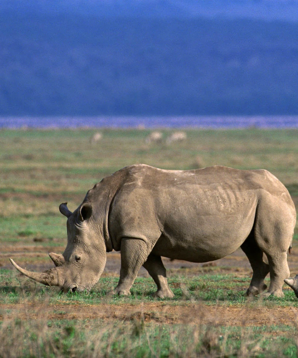 Ngorongoro Crater Day Trip