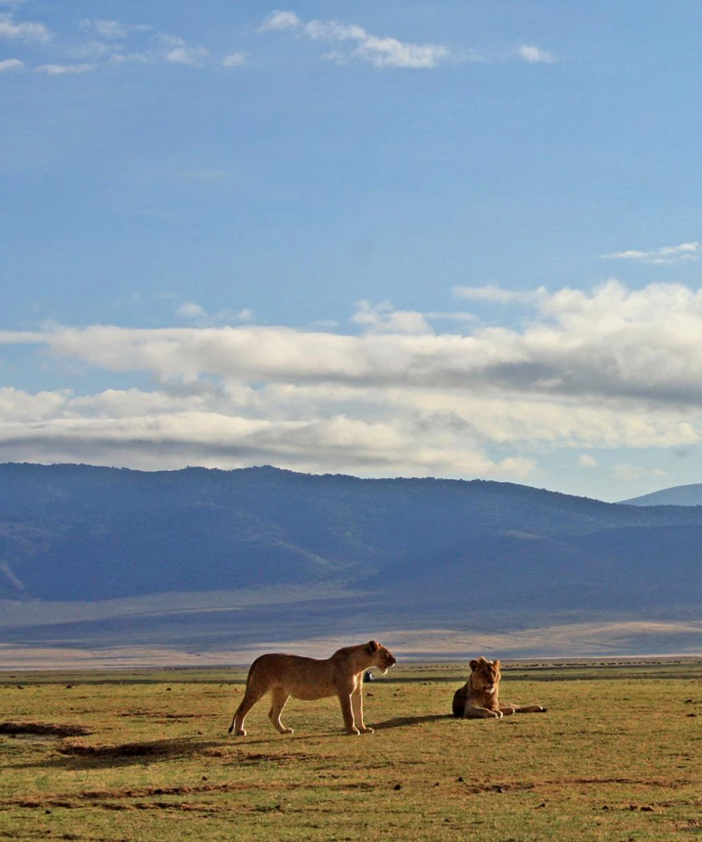 Ngorongoro Crater Day Trip