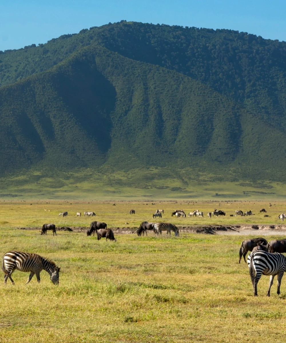 Ngorongoro Crater Day Trip
