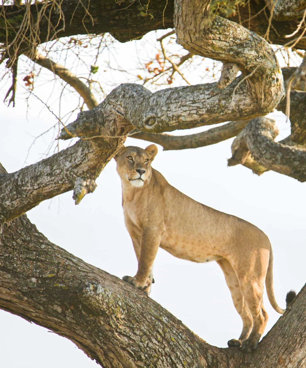 Private Day Trip to Lake Manyara