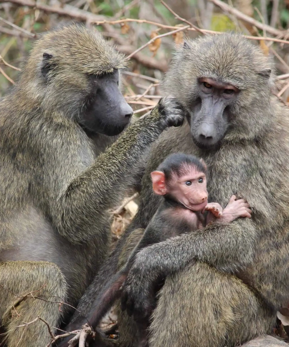 Private Day Trip to Lake Manyara